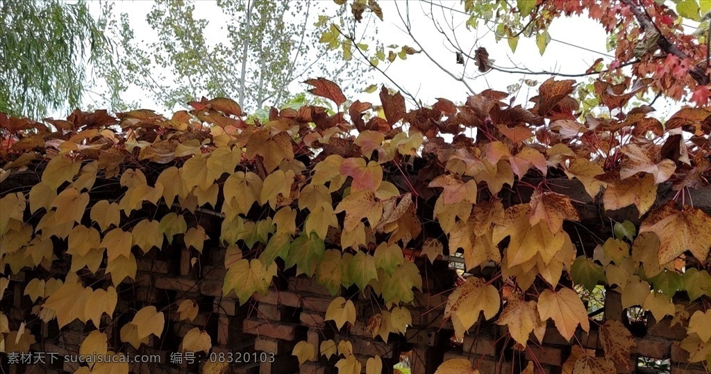 秋天 围墙 上 爬山虎 红叶 实拍 多媒体 实拍视频 自然风光 mp4