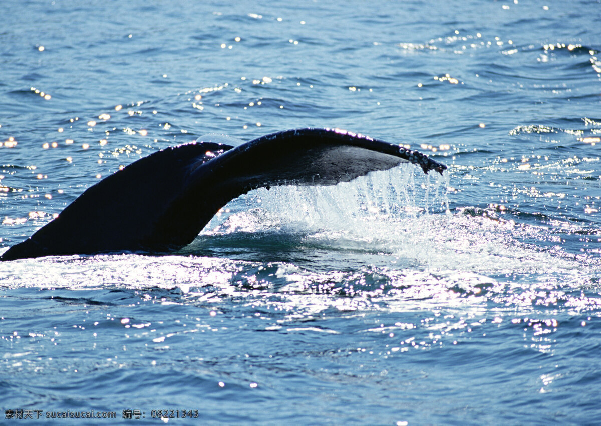 鲸鱼尾巴摄影 动物世界 生物世界 海底生物 鲸鱼 大海 水中生物 白色