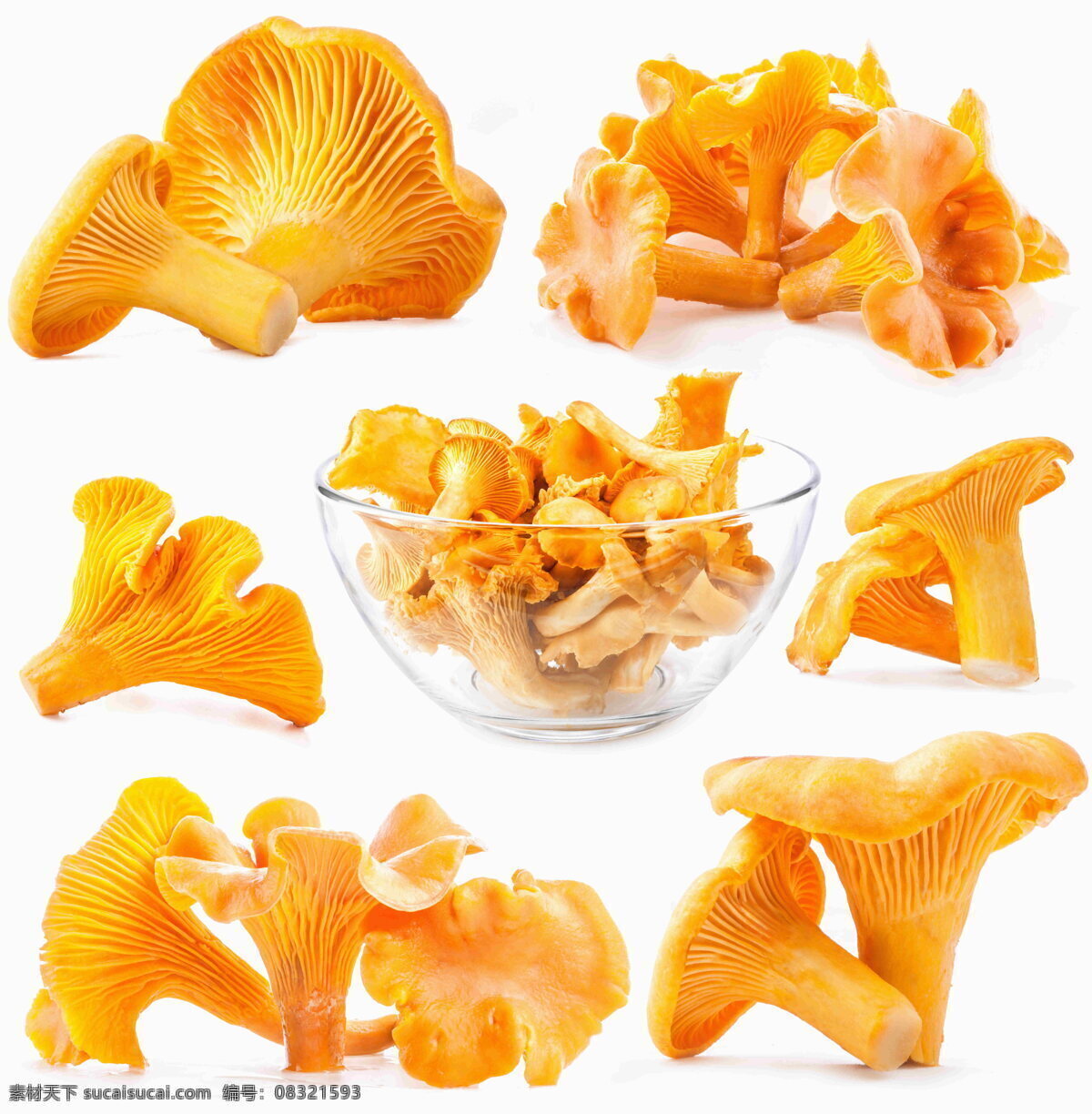 黄色蘑菇 黄色 蘑菇 食材 食物 食用蘑菇