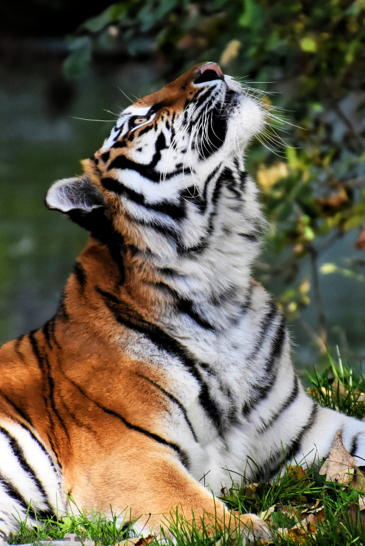 老虎 panthera tigris 猫科动物 tiger 哺乳动物 西伯利亚虎 东北虎 华南虎 巴厘虎 印度支那虎 马来亚虎 爪哇虎 苏门答腊虎 孟加拉虎 里海虎