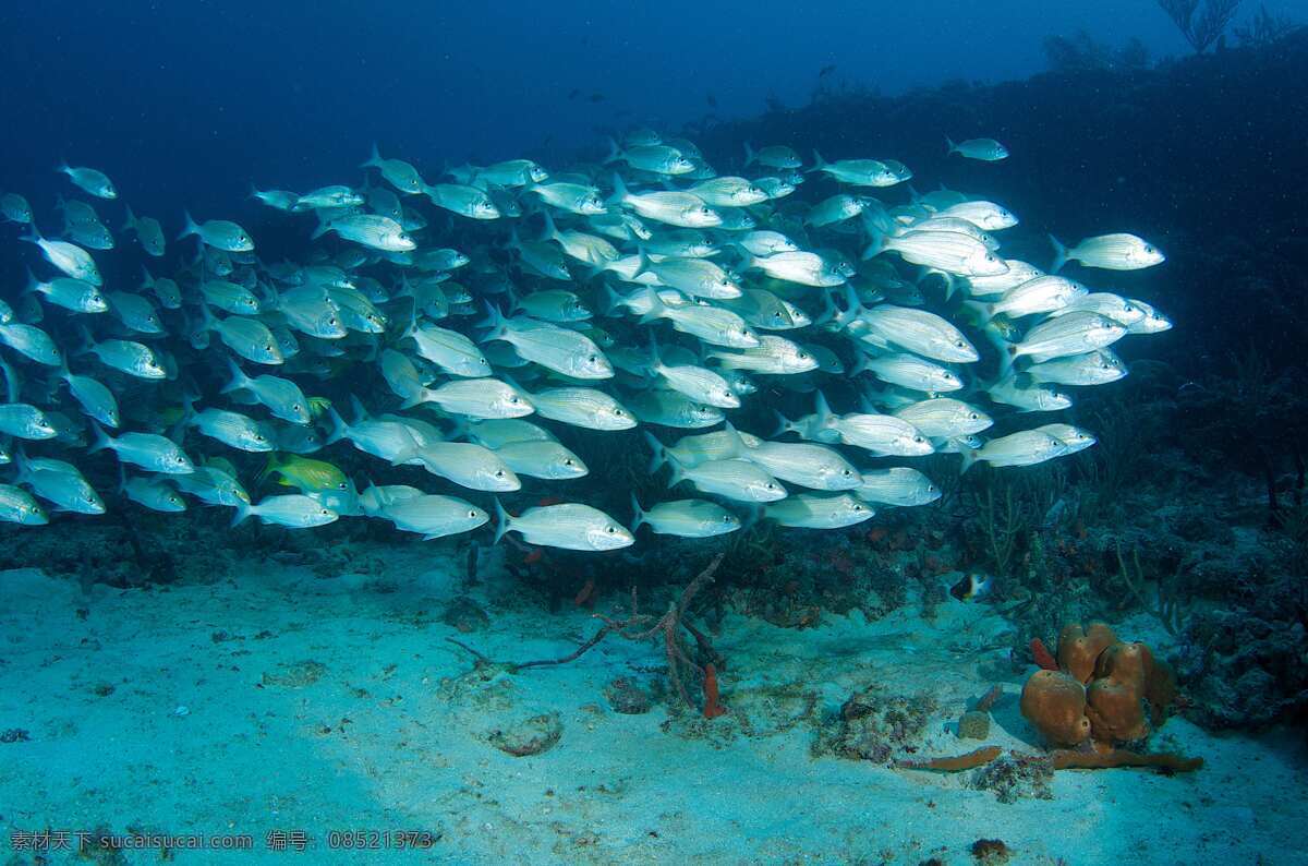 海底 游动 鱼群 海景 世界 海底世界 生物世界