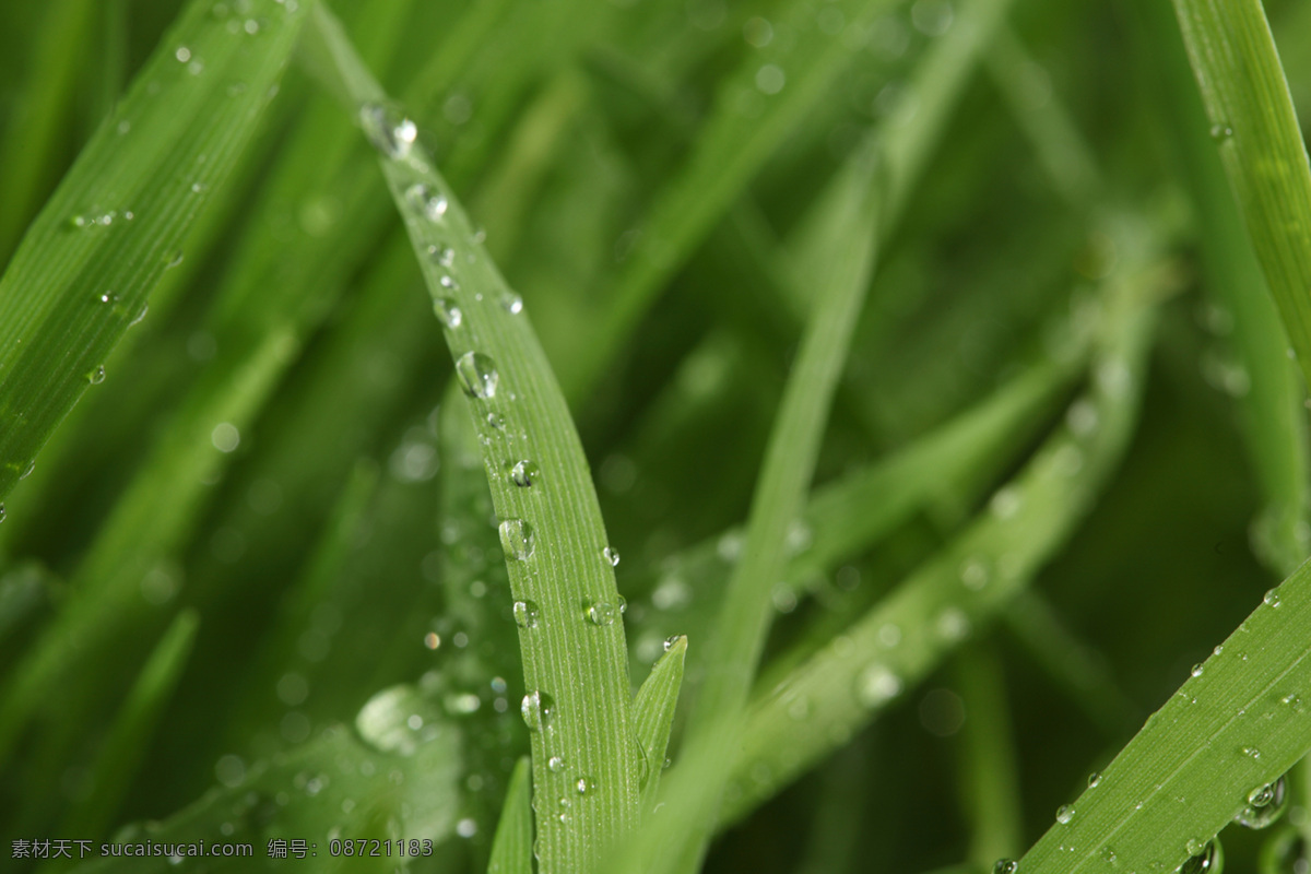 草 花草 环保 露水 绿草 绿色 绿叶 绿叶底纹 水珠 水滴 青草 植物 植被 生态 花草主题 生物世界 花草高清图片 psd源文件