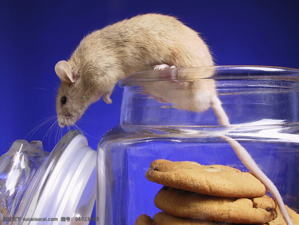 偷 吃 饼干 老鼠 动物 食物 罐子 偷吃 可爱 陆地动物 生物世界