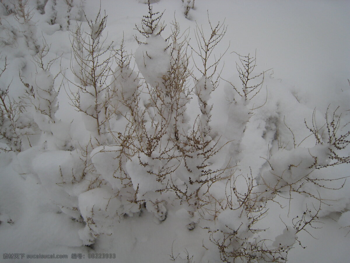 冬雪 原野 生态 碱蓬草 白雪覆盖 芦苇雪地 自然景观 自然风景 灰色