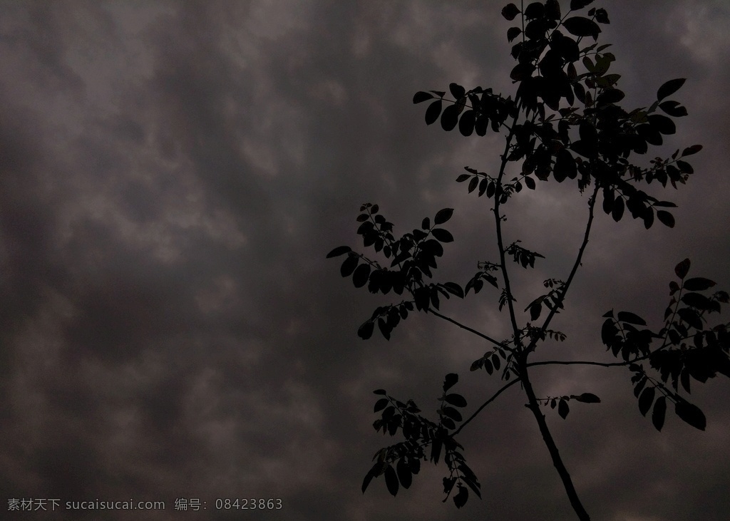 阴天的小树 阴天 小树苗 心情 多云 孤独 自然景观 自然风景