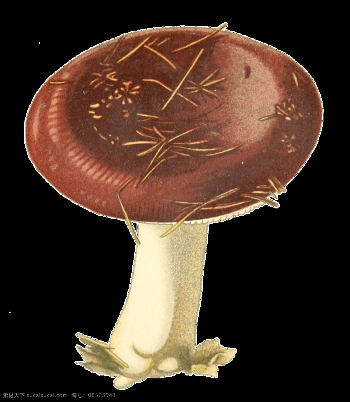朵 深山 野 蘑菇 透明 装饰 菌类 免扣素材 手绘 水彩 透明素材 装饰图片 棕色