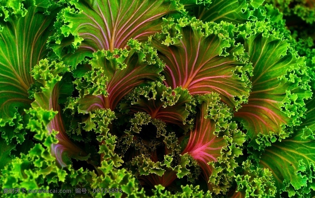 蔬菜 卷叶菜 高清 生物世界