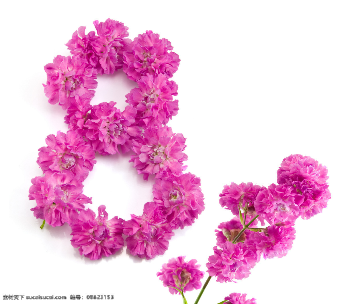 妇女节 鲜花 主题 妇女节主题 妇女节鲜花 花朵 花卉