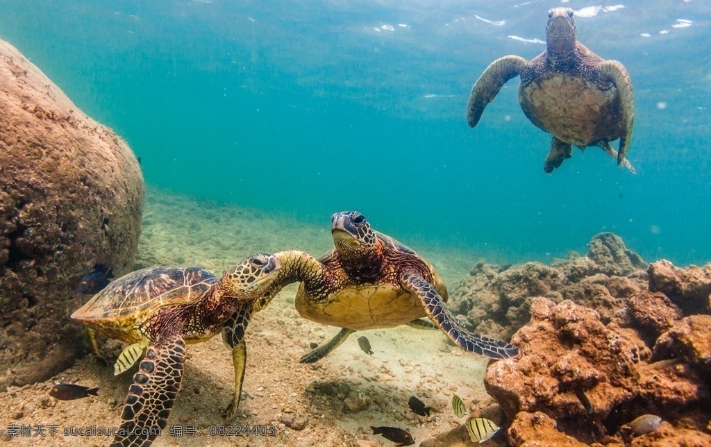 大海龟 大海 海龟 海洋动物 海洋 生物 海洋生物 生物世界