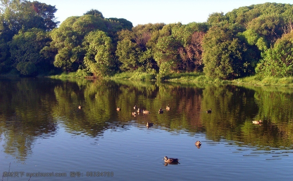 野鸭湖风景 野鸭湖 湖水 湖面 野鸭 群鸭 戏水 绿树 倒影 自然风景 自然景观