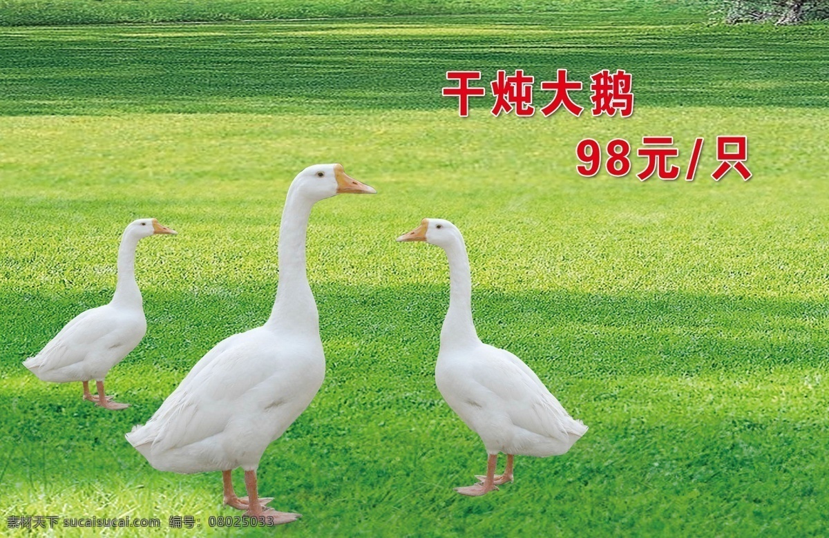 大鹅 菜名 价钱 草地 只 分层