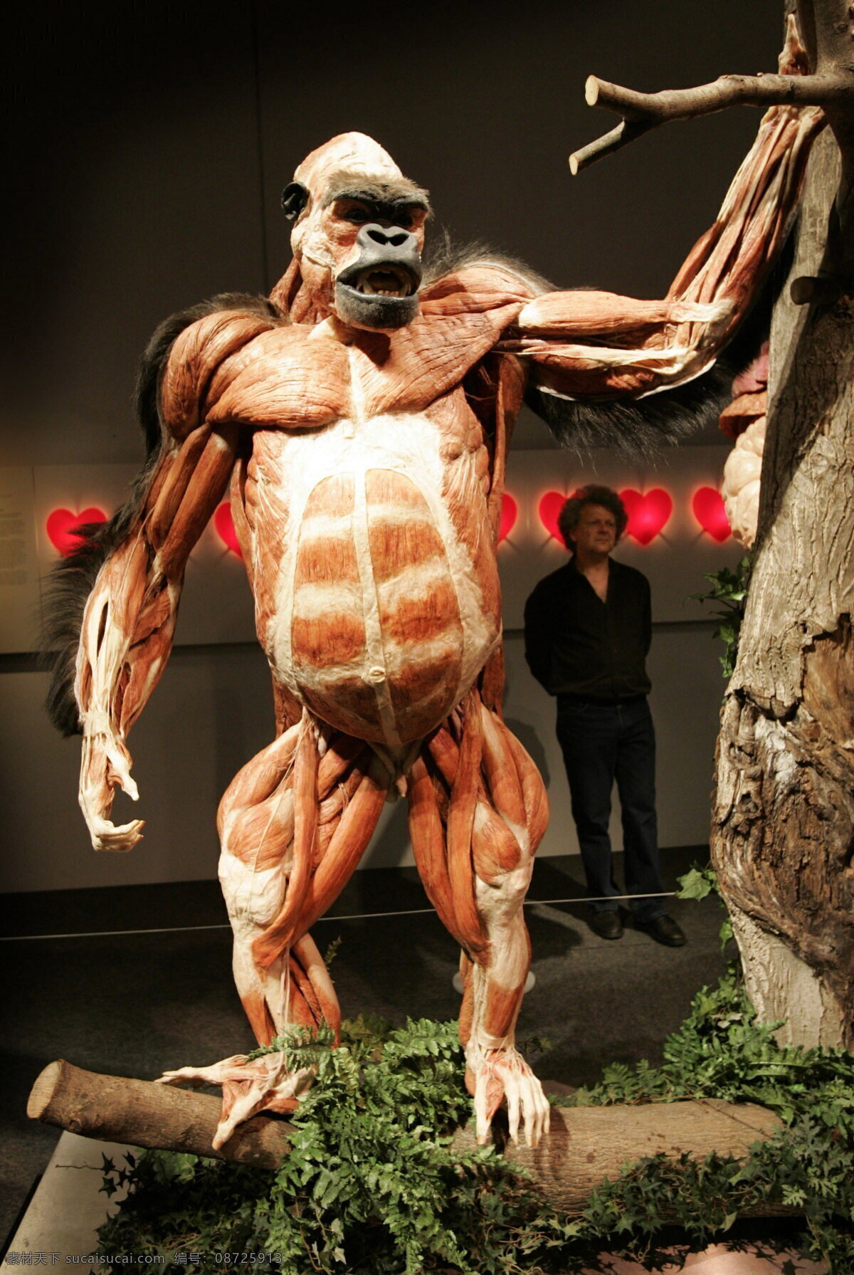 大猩猩 标本 超级 肌肉 生物世界 野生动物 展览 巨无霸 装饰素材 展示设计