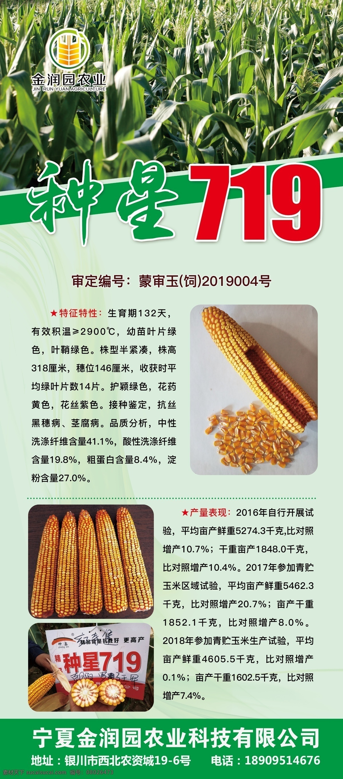 玉米品种介绍 品种 表现 特征 好处 丰收