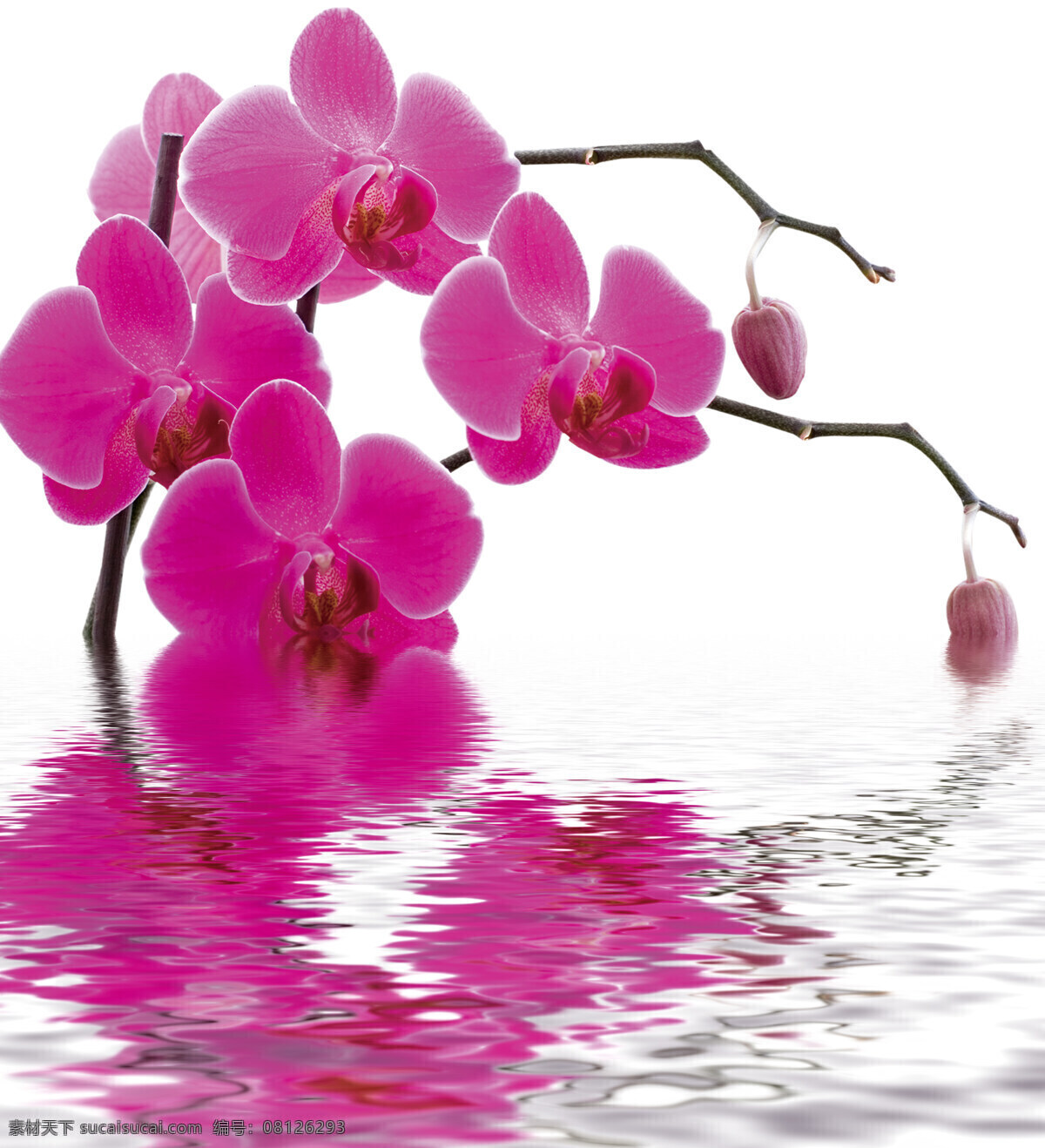 水中花卉 蝴蝶兰花 水中蝴蝶兰 蝴蝶兰 水纹 倒影 唯美 梦幻 唯美花朵 文化艺术 花苞 水中鲜花 花卉 鲜花 紫色 红色 花束 花枝 花草 生物世界