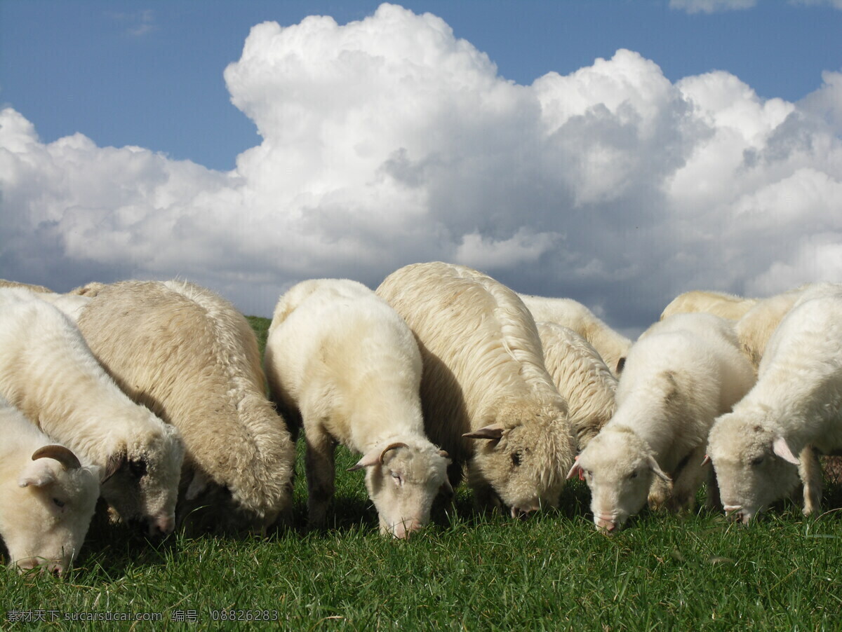 绵羊 牧场 羊 羊群 动物世界 摄影图 陆地动物 生物世界 灰色