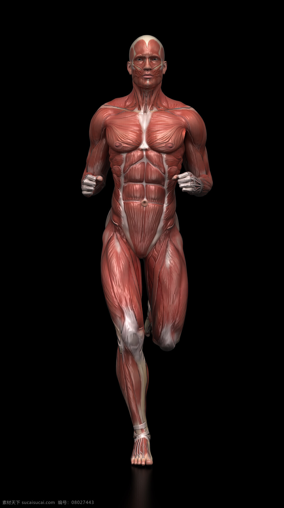 人体 肌肉 组织结构 动作 跑步 人体肌肉 人体解剖学 男性人体 肌肉组织 图医学 人物图库 其他人物