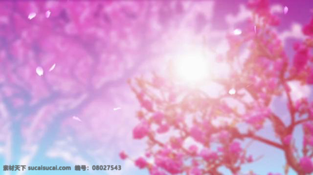唯美 桃花 盛开 视频 梦幻 粉红 桃园 青山 绿水 花枝水 湖 转场 合成视频素材 过渡