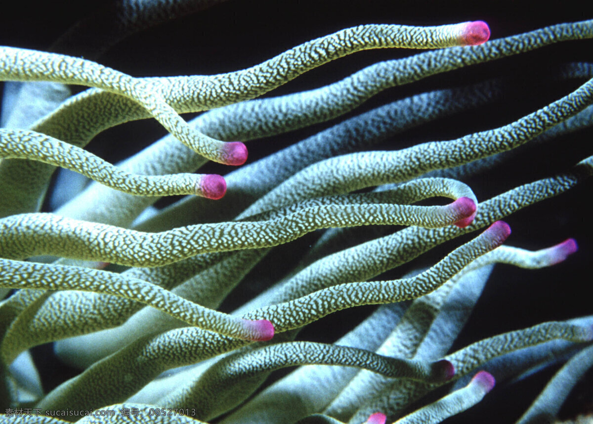 珊瑚 海洋 生物世界 野生动物 鱼类