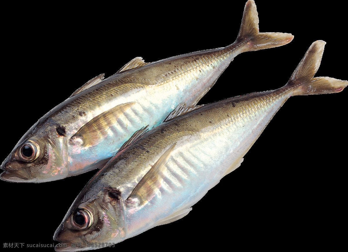 海洋鱼类 图谱 海鲜 鱼类 食物鱼 热带鱼 鱼图谱 深海鱼 生物世界