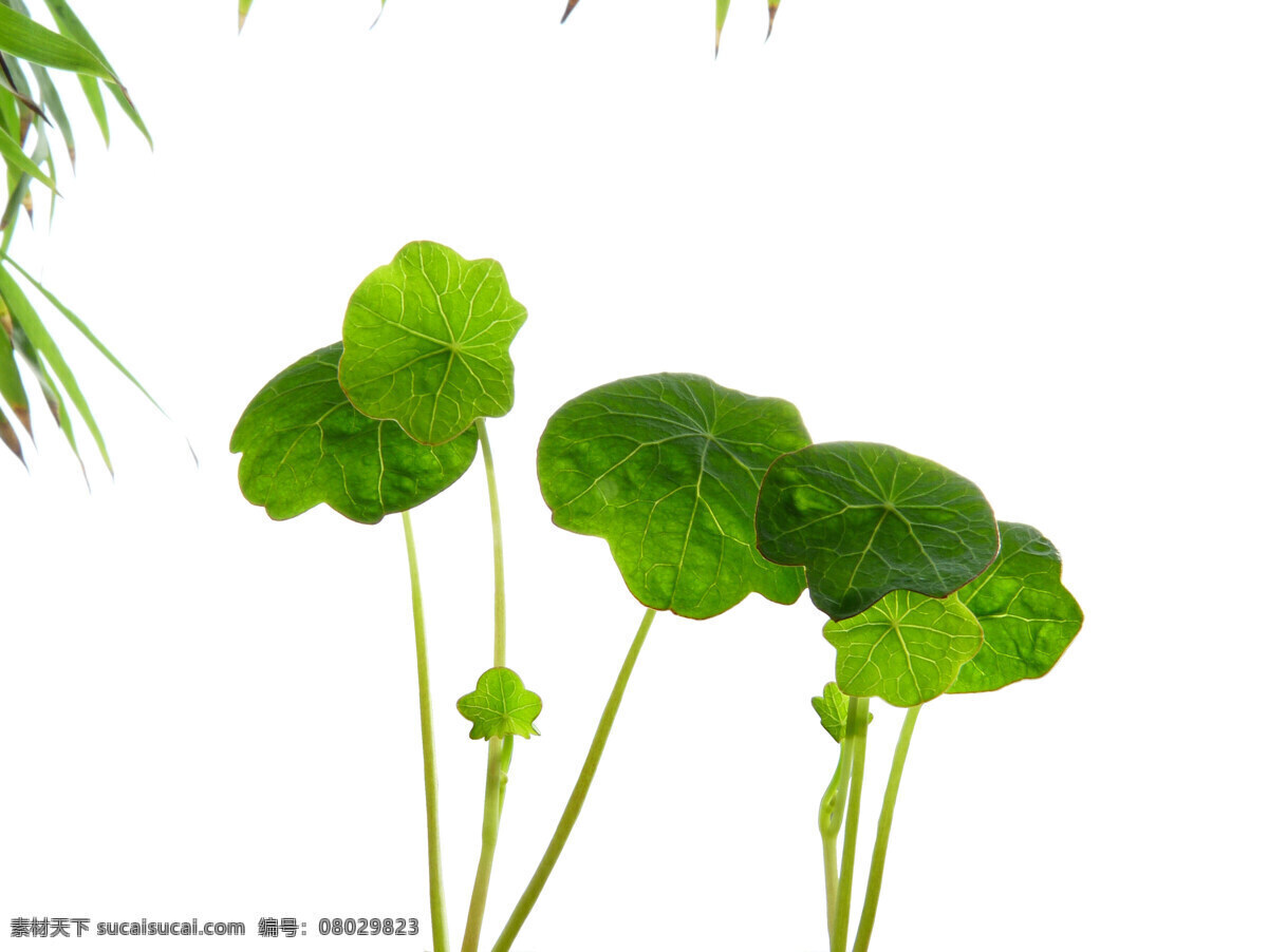 蝴蝶兰 旱金莲 莲花 竹子 花卉 花盆 花草 生物世界