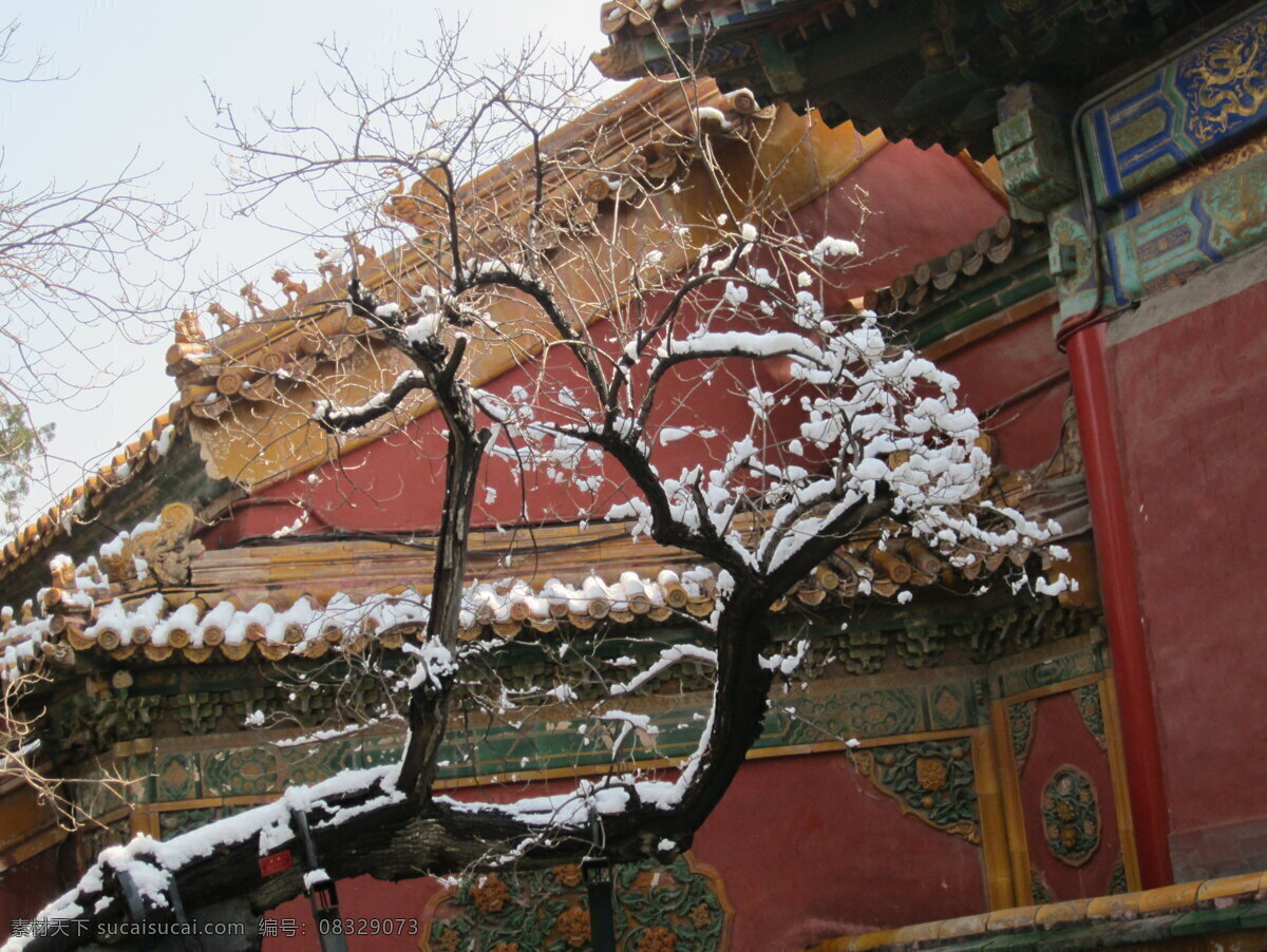 故宫雪景 故宫 雪景 老树 树枝 国内旅游 旅游摄影