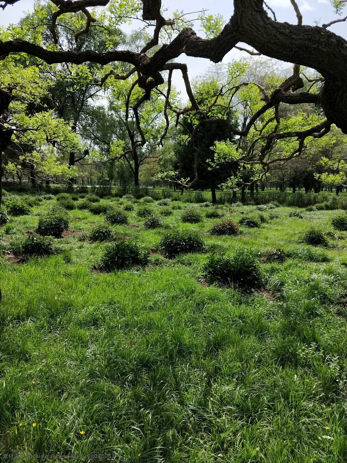茂盛的草坪 草地 茂盛 绿色 树林 背景 阳光强烈 春天 树干 公园 绿草地 野餐草坪 自然景观 自然风景