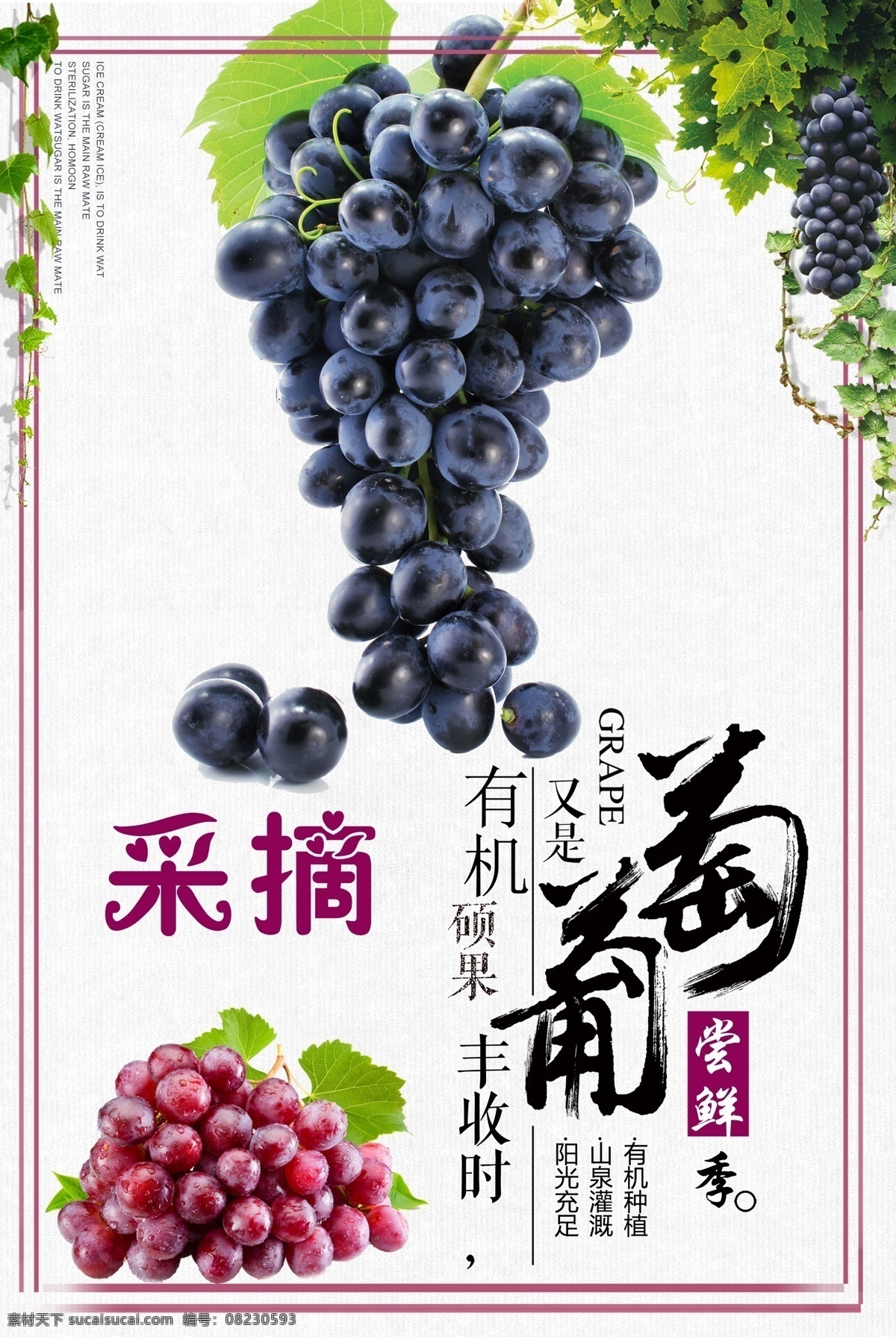 葡萄 采摘 葡萄采摘海报 紫色葡萄 采摘葡萄 葡萄采摘 有机葡萄 农产品 分层