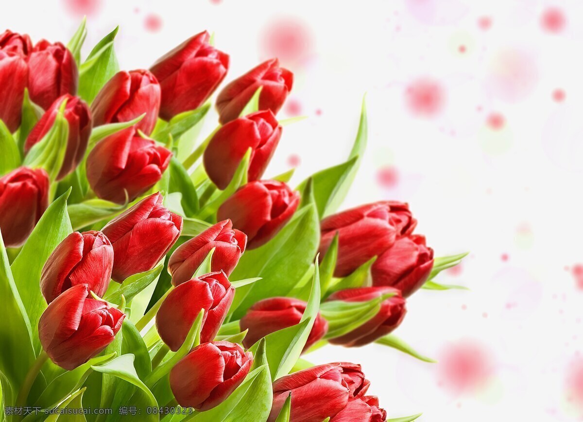 束 红色 郁金香 鲜花 野花 摄影图 装饰画素材 向日葵 蝴蝶水波 桃花 苹果花 梨花 倒影 蝴蝶兰 植物图谱 花卉 蝴蝶 手绘花纹 精美花纹 兰花贴图 简洁 移门设计 彩色花朵 手绘设计 手绘花朵 底纹 花纹 花篮 漂亮花纹 花纹素材 手绘花 流行 大气 手绘 彩色 兰花 生物世界 设计花卉 花草