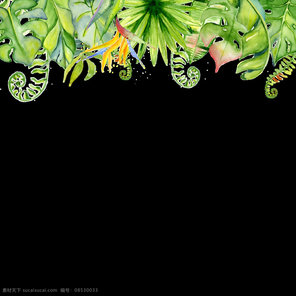 手绘 多个 品种 叶子 透明 鹤望兰 黄色 绿色 免扣素材 水彩 透明素材 香蕉叶 渲染 装饰图案