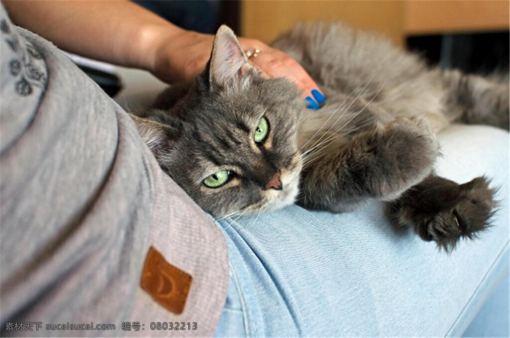 宠物猫咪 卡通 猫咪 可爱 主人 清新 大图 日常 主人与猫 灰色