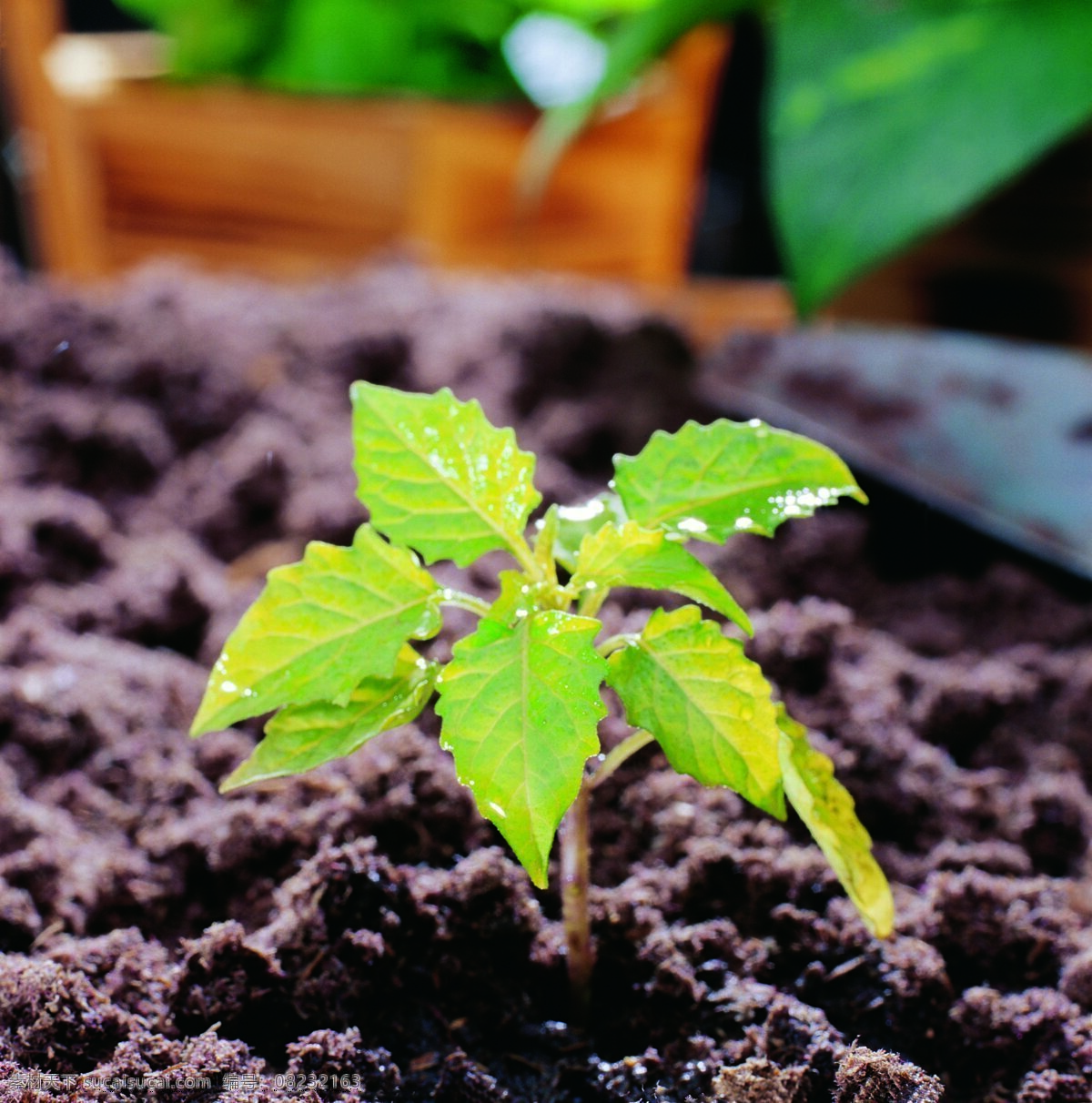 发芽免费下载 发芽 广告 大 辞典 力量 绿芽 萌发 萌芽 嫩芽 生机 生命 迹象