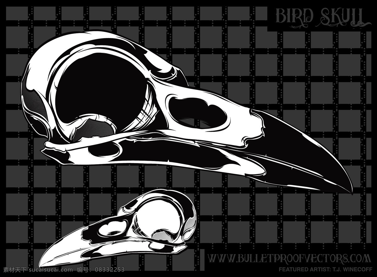 鸟的头骨 鸟 头骨 其他载体 黑色