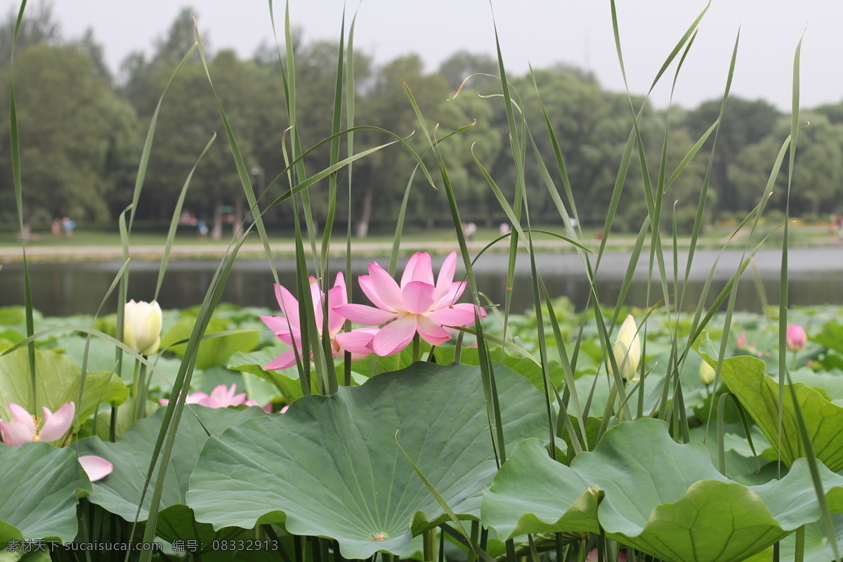 荷花 荷叶 荷花摄影 风景 生活 旅游餐饮