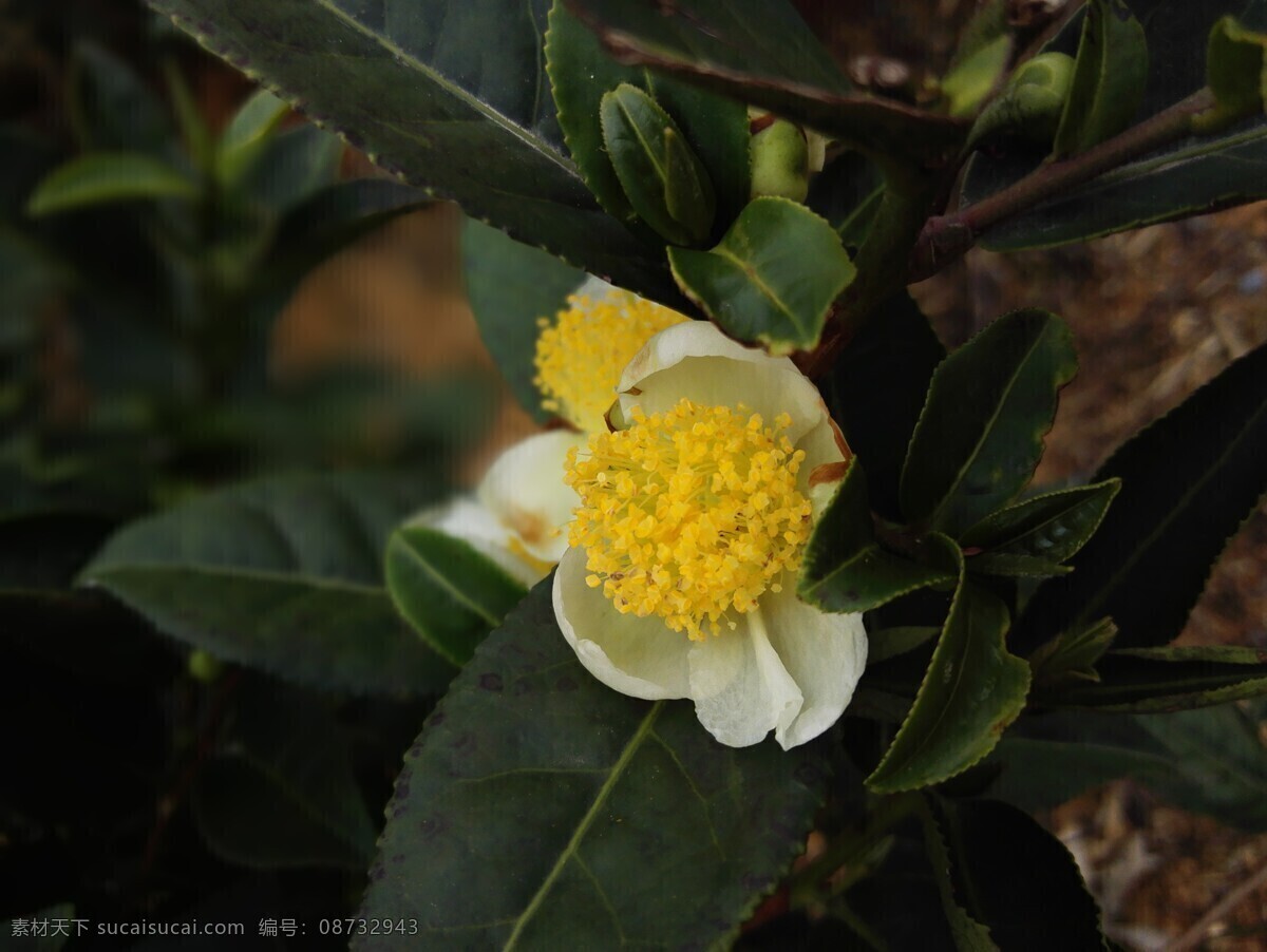 茶花 茶 春茶 品茶 茶香 生物世界 花草