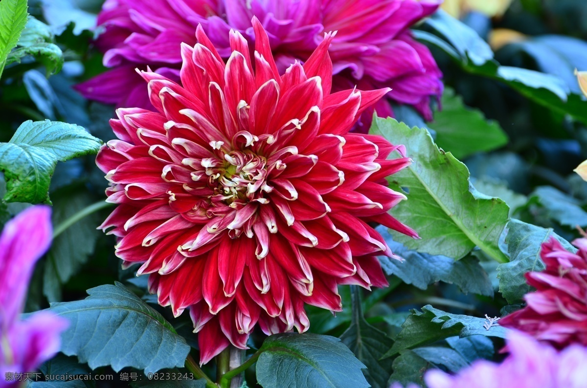 鲜艳 红色 大丽花 鲜花 花卉 花朵 花草 植物