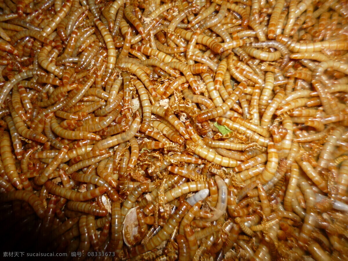 黄粉虫 小动物 昆虫 小虫虫 甲壳虫 养殖 动物 野生动物 生物世界