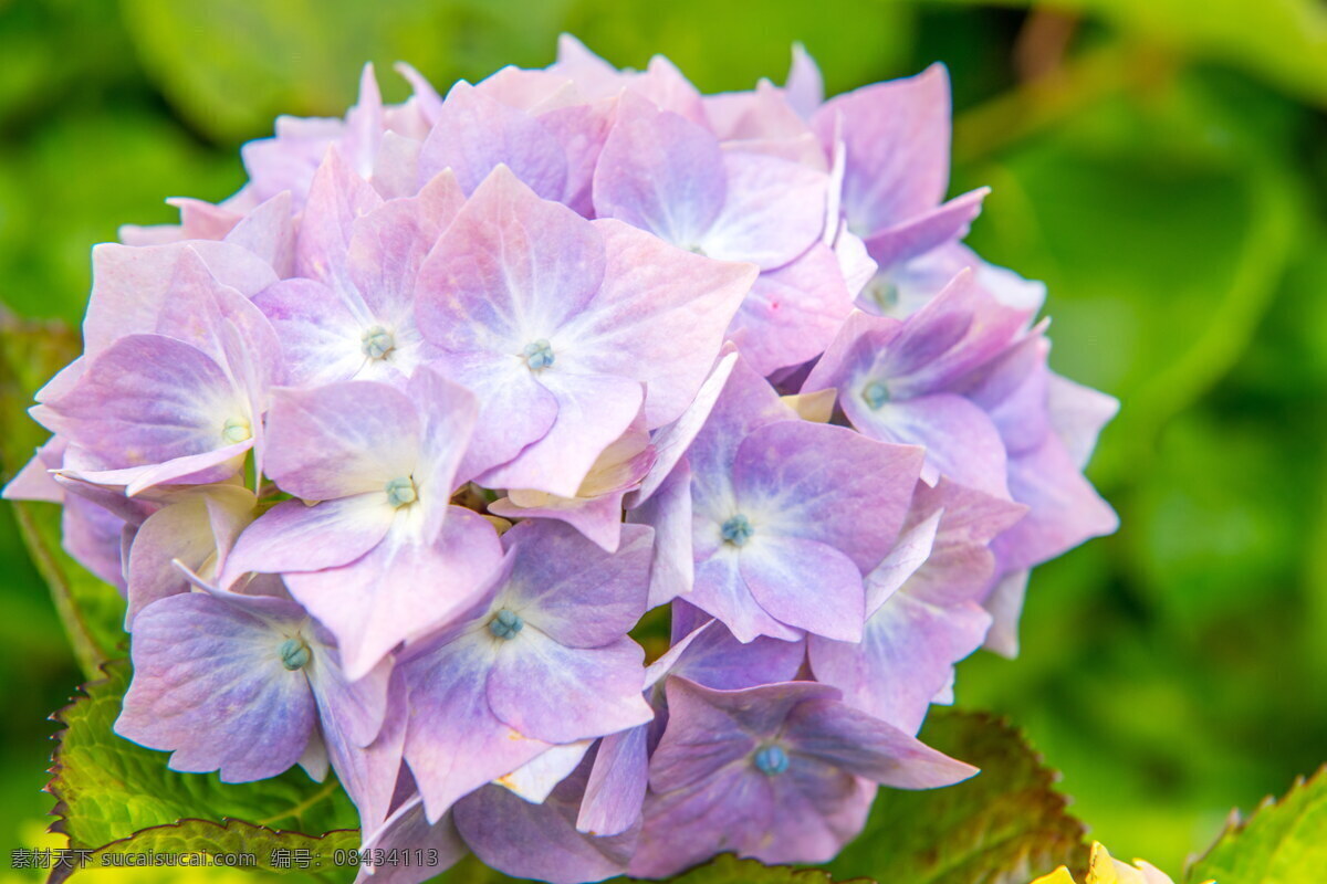 唯美 紫色 绣 球花 高清 球状 花团 粉色 花朵