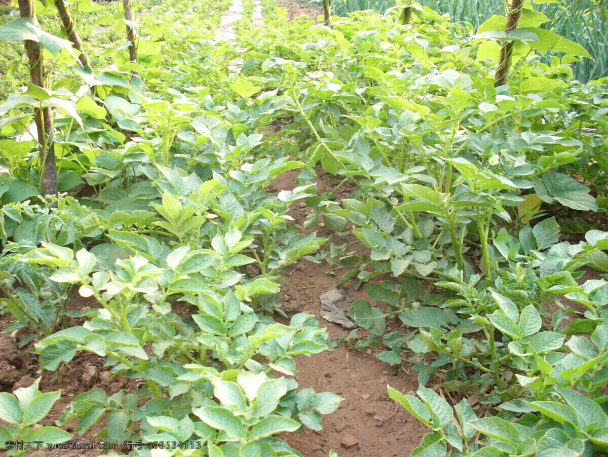 土豆 马铃薯 绿色 开花期 其他植物类 田园风光 自然景观