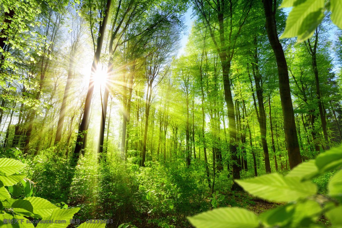 透过 阳光 森林 绿叶 树木 生物世界 树木树叶