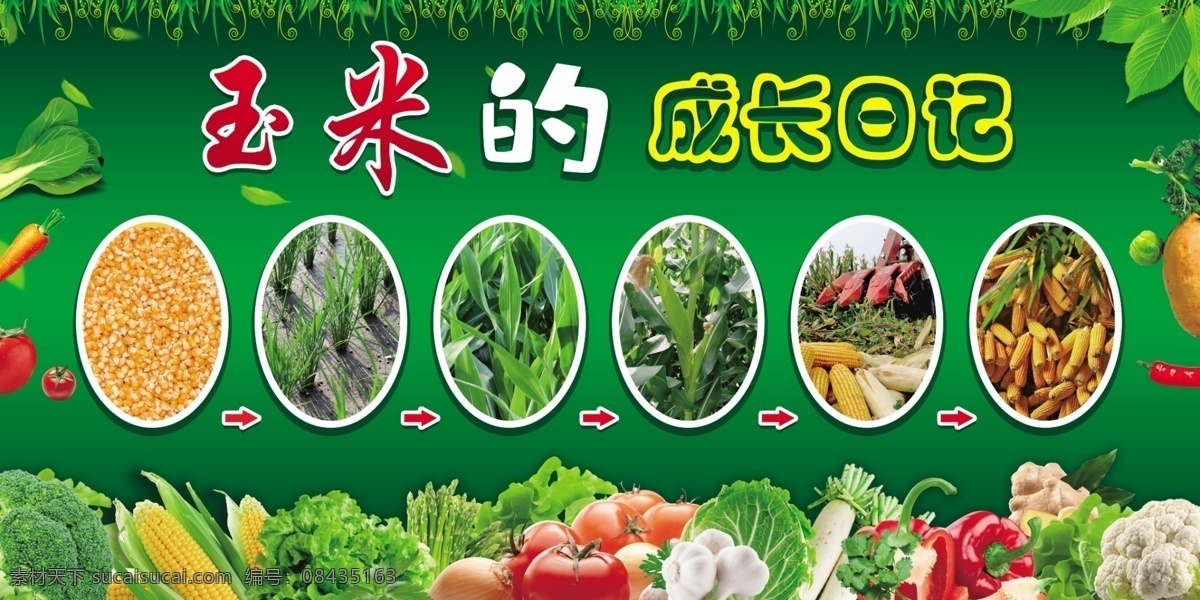 蔬菜成长日记 蔬菜小苗 种子 培育 植物成长 幼儿园绿植 分层