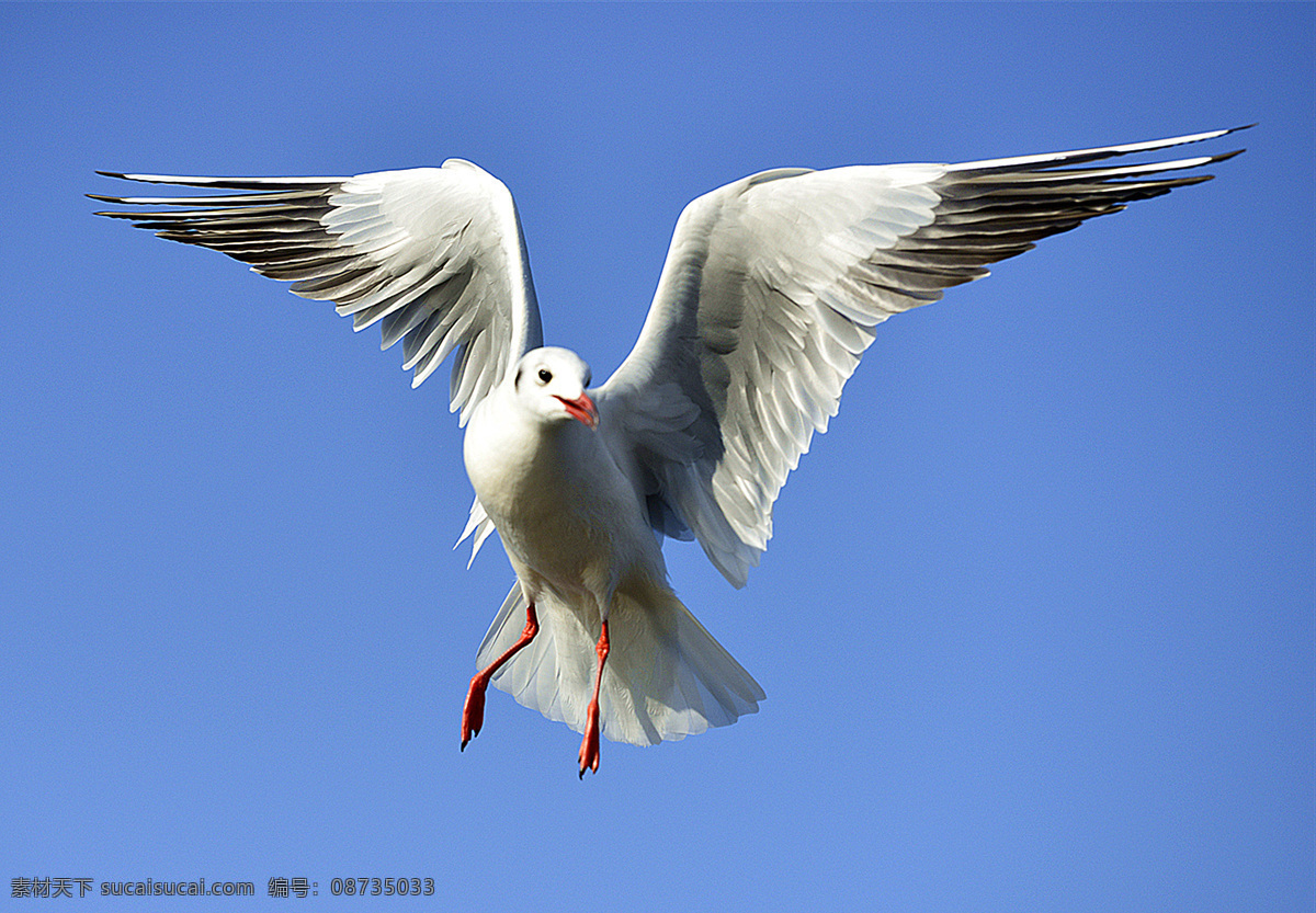 红嘴鸥 海鸥 飞翔海鸥 海鸥特写 鸟 飞翔 飞翔鸟 生物世界 鸟类