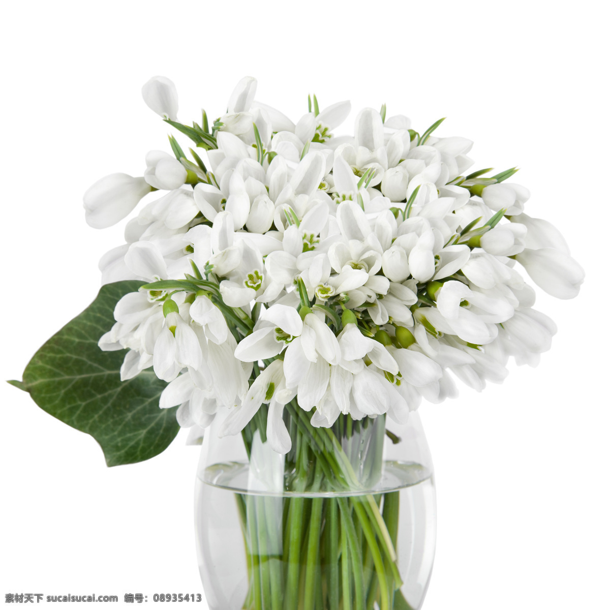 花瓶 里 白色 小花 雪滴花 美丽花朵 鲜花背景 白色小花 花卉 春天花朵 花草树木 生物世界