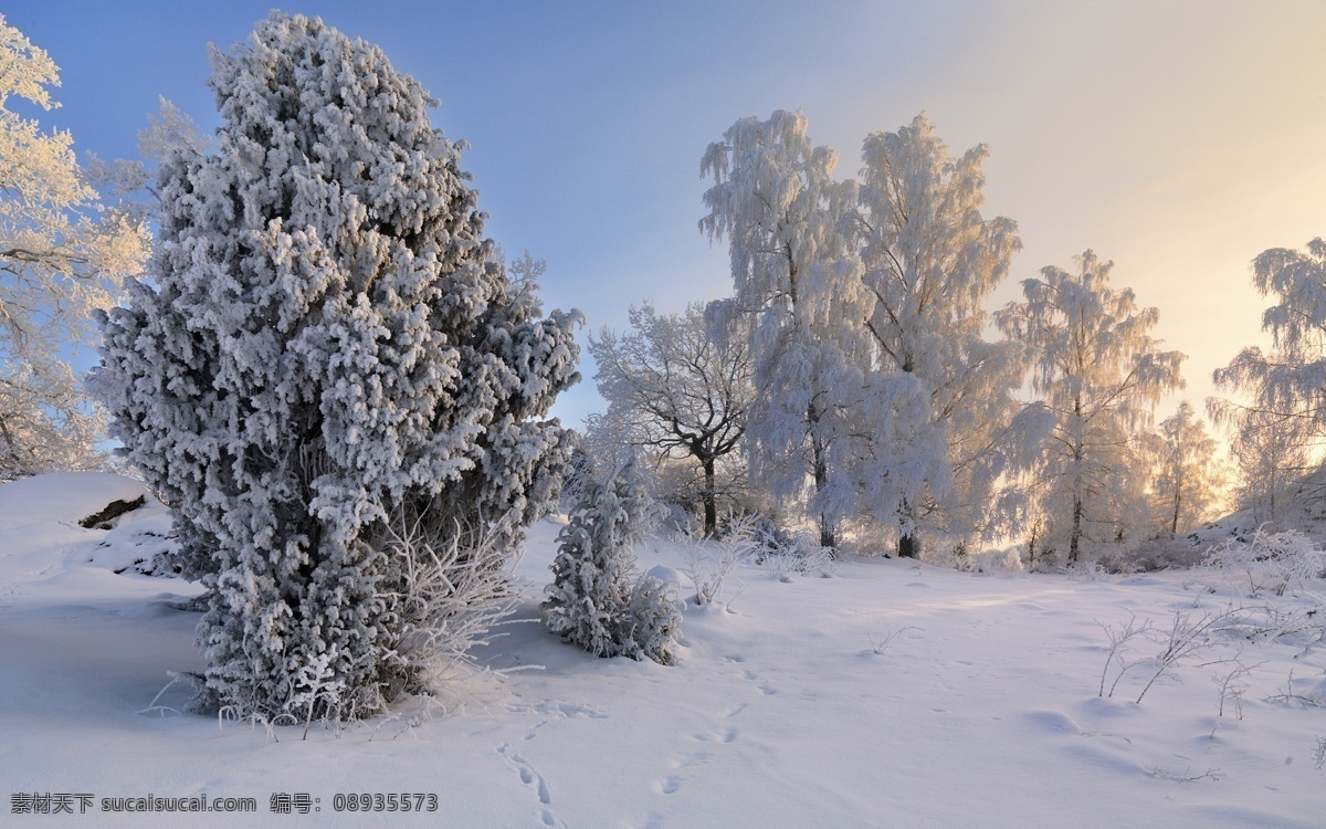 冬季 大雪 覆盖 风景