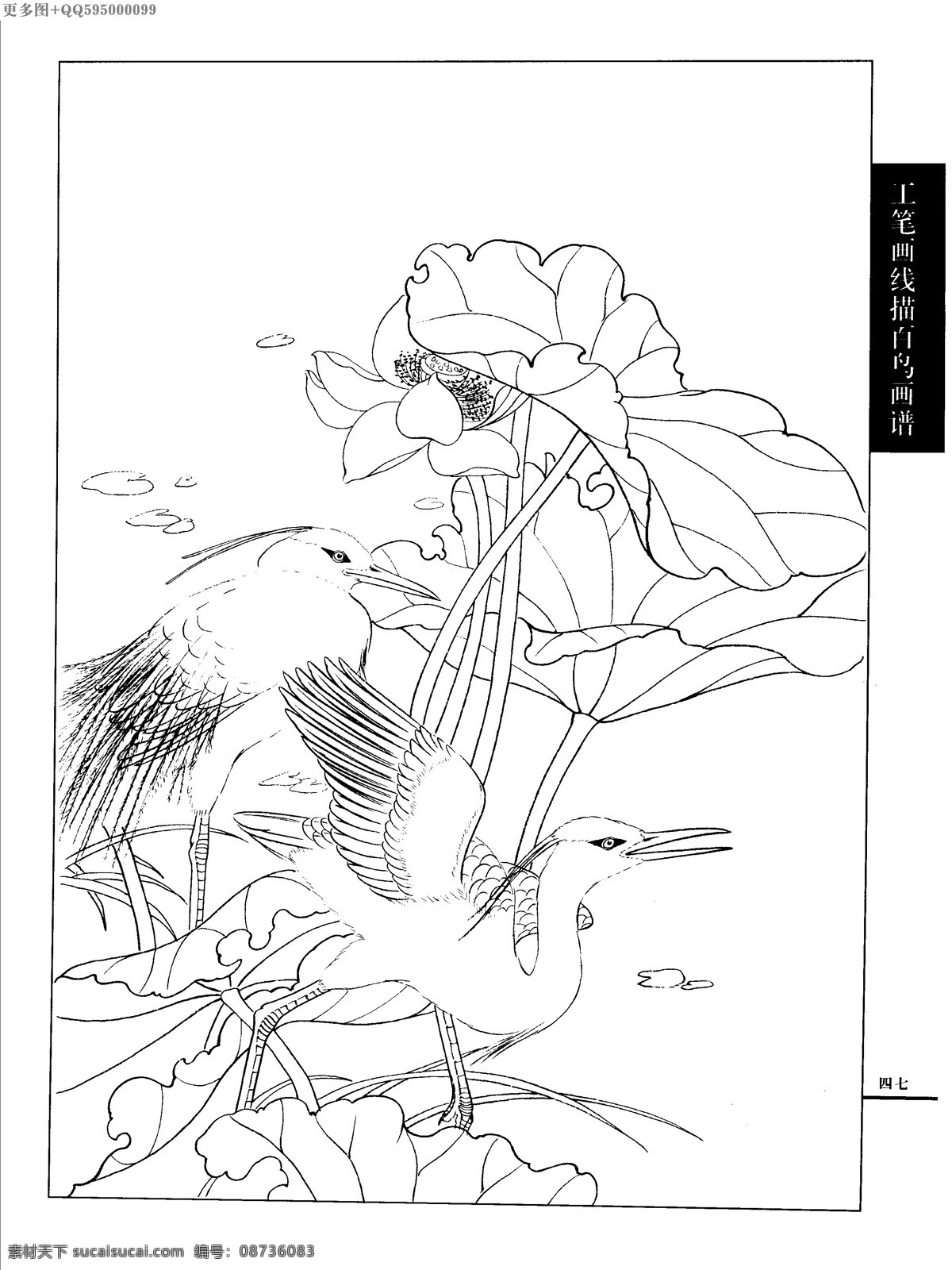 工笔画 线描 山水 画谱 水禽 白描 黑白稿 手绘 线描鸟 绘画 鸟 鹤 白描鸟 手绘鸟 家禽 鸭 鹅 鸳鸯 丹顶鹤 百鸟 水禽篇 绘画书法 文化艺术