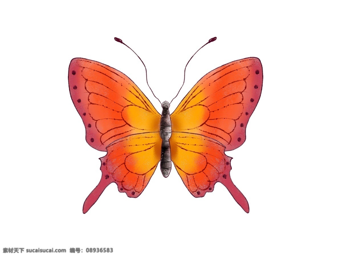 手绘 桔红色 蝴蝶 插画 漂亮的颜色 美丽的衣裳 昆虫类动物 插图 蝴蝶插画