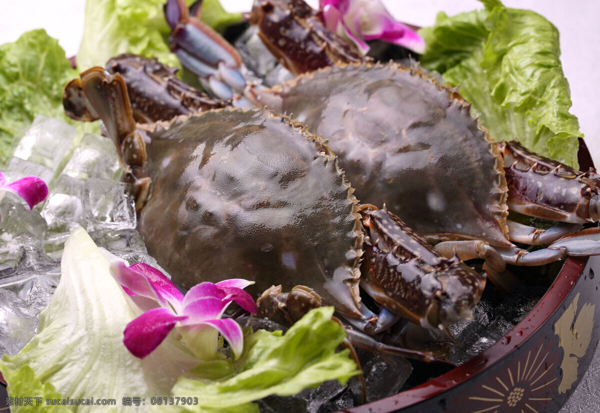 梭子蟹 青蟹 螃蟹 海蟹 食材 花蟹 海鲜 海产品 餐饮美食 食物原料