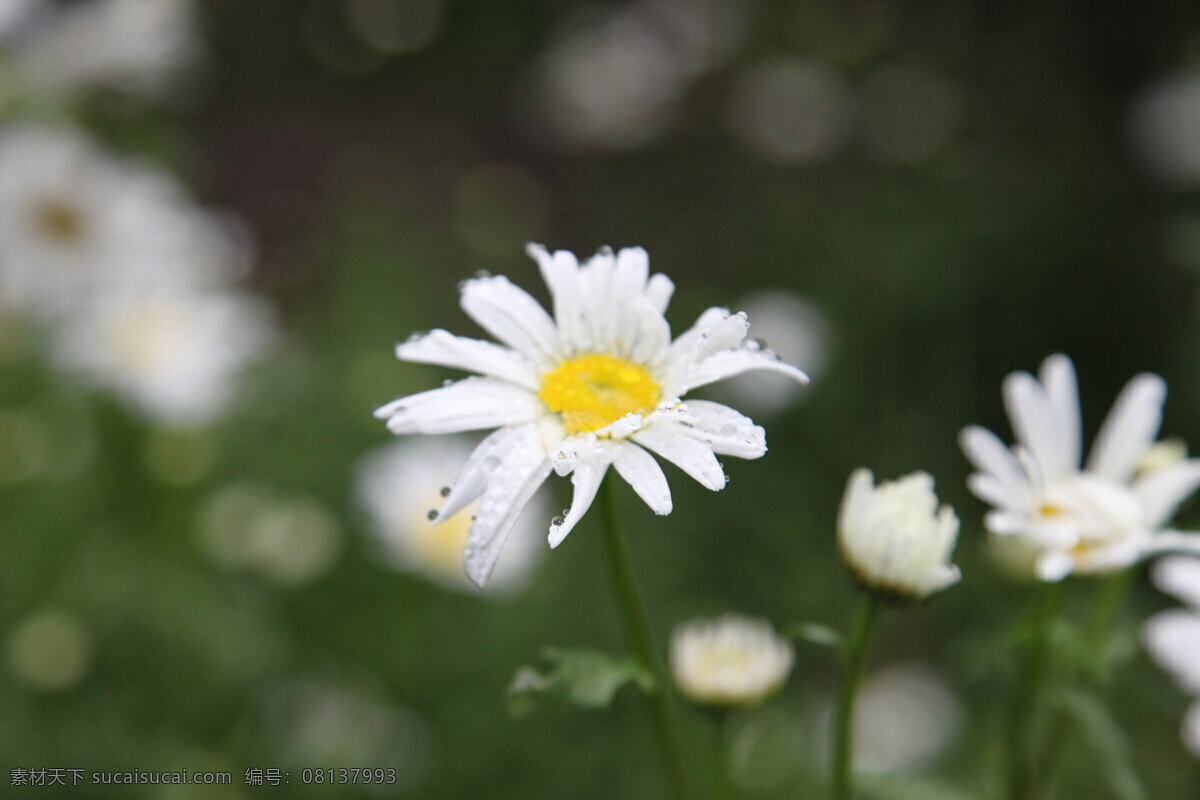 菊花 春天 雨后 黄色花 黄色 小花 小菊花 特写 花草 生物世界