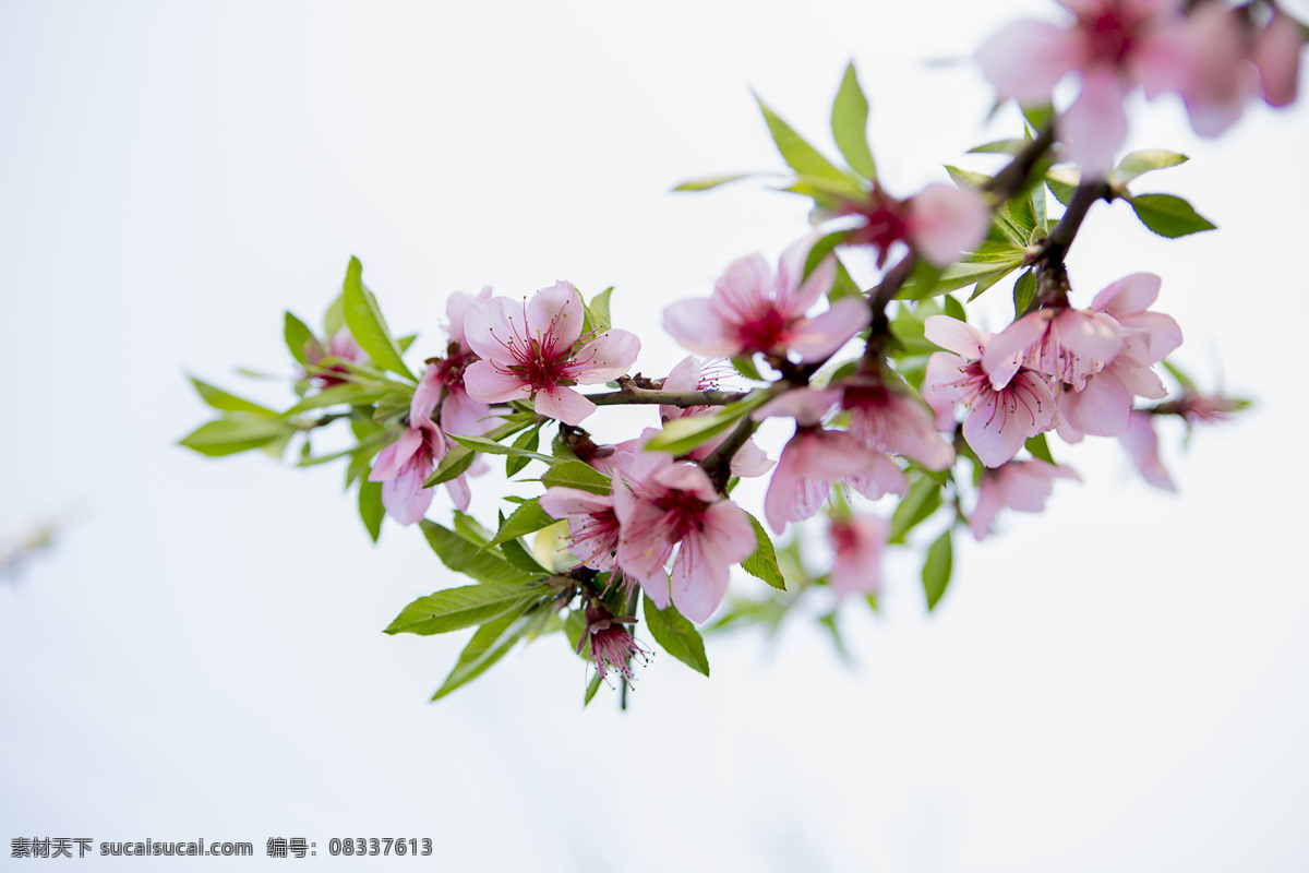 超市 桃花风景 鲜花素材 淘宝素材 春天淘宝素材 春天 春天背景 桃花 花的素材 花 风景图 春天海报 春季 春季背景 春季设计背景 春季海报 环保背景 春天素材 春季素材 春天海报背景 春季海报背景 清新背景 简约背景 唯美背景 简约海报背景 宣传单背景 花背景 绿叶背景 鲜花背景
