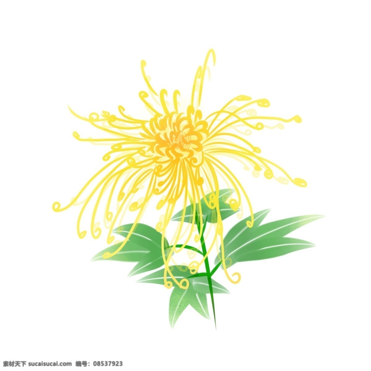 手绘 花 之一 朵 正时 花期 展开 美好 菊花 手绘花 一朵花 黄色
