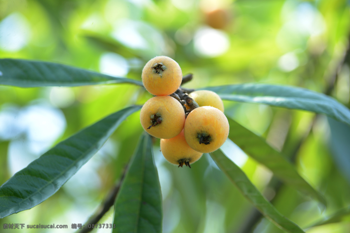 枇杷 黄色枇杷 带杆枇杷 树上的枇杷 熟透的枇杷 水果 生物世界